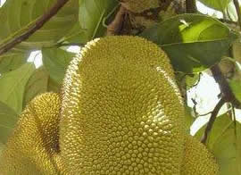 Jackfruit