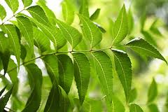 neem